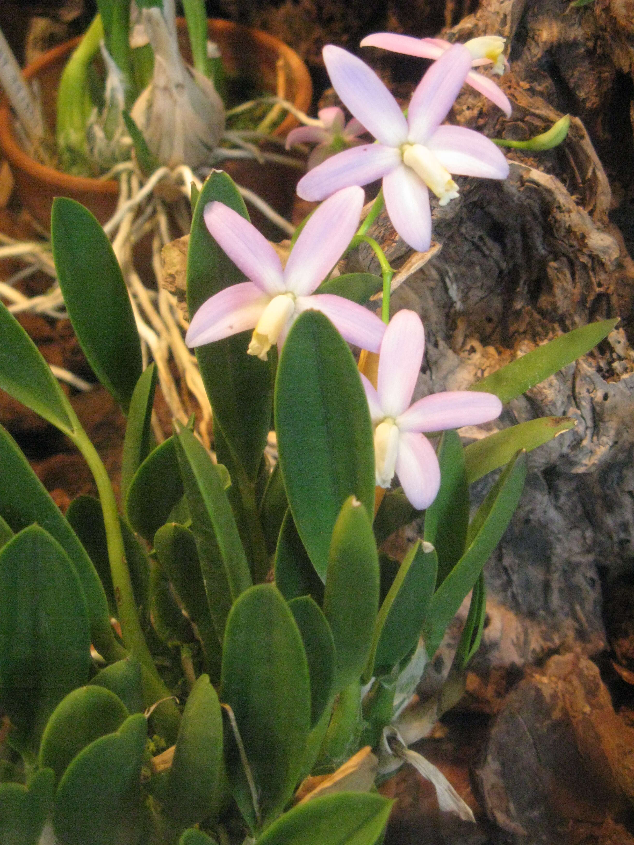 Image of Long-column Cattleya