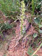 Image of Alaska Rein Orchid