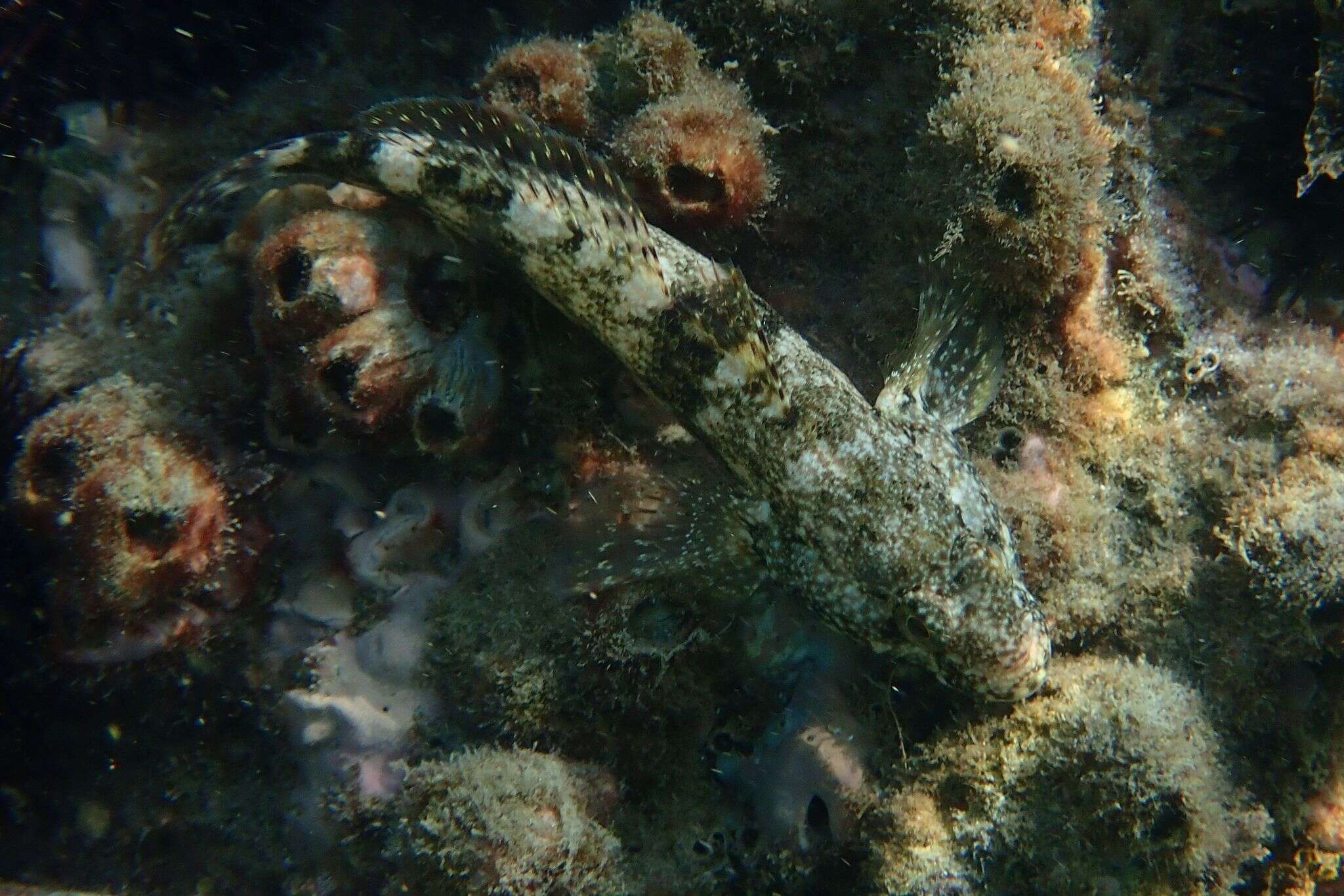 Image of Giant goby