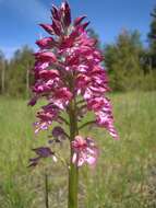 Image de Orchis hybrida (Lindl.) Boenn. ex Rchb.