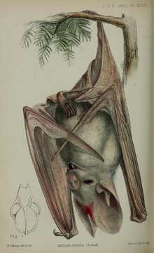 Image of Australian False Vampire Bat