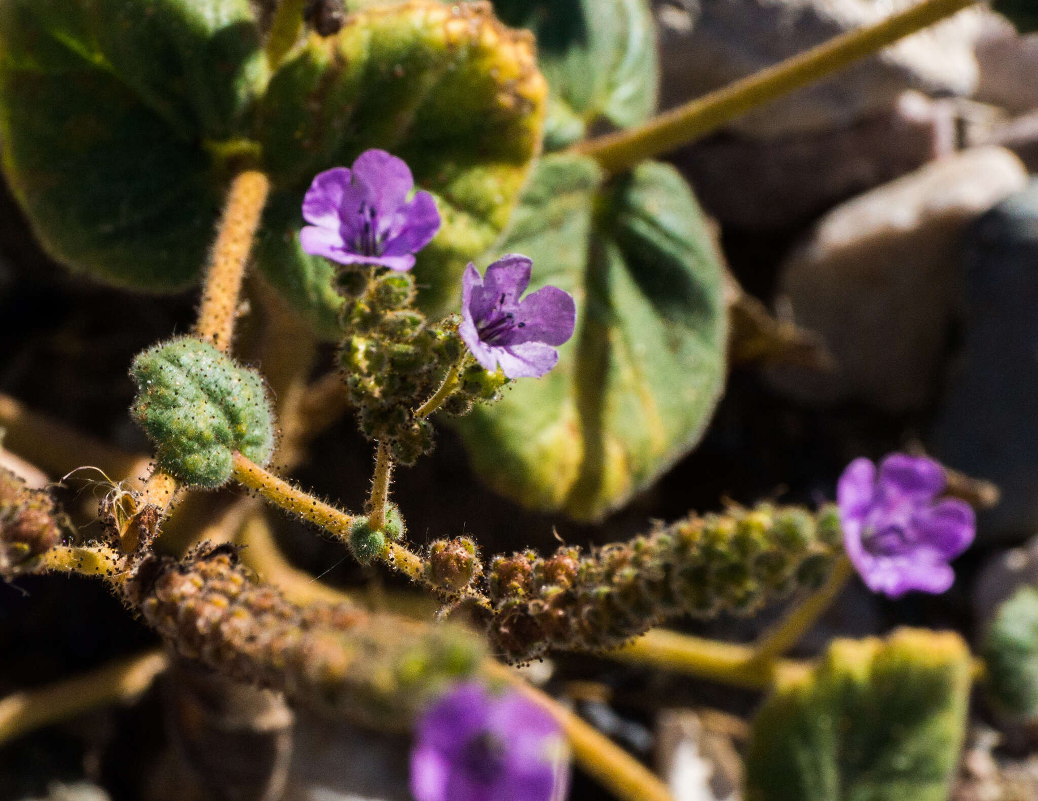 Image of calthaleaf phacelia