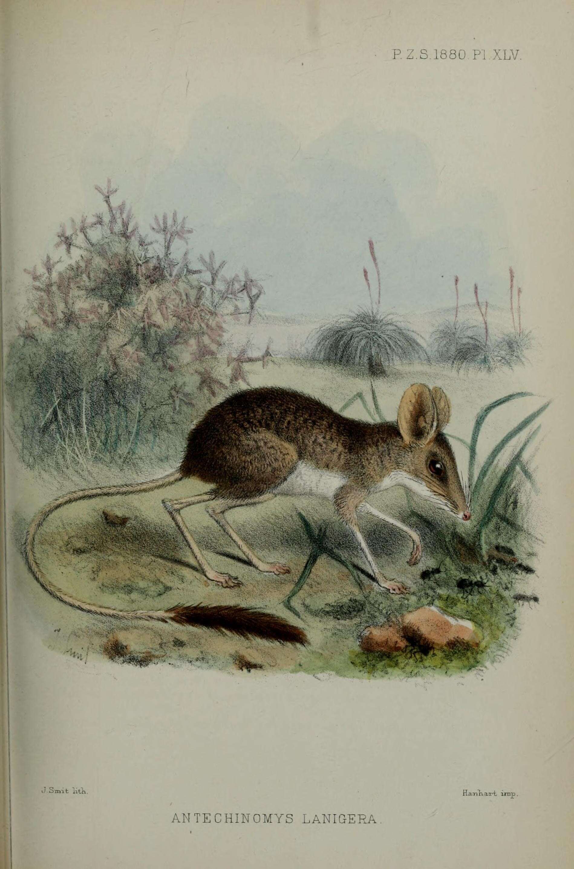 Imagem de Antechinomys laniger (Gould 1856)