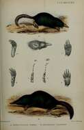 صورة Urotrichus Temminck 1841