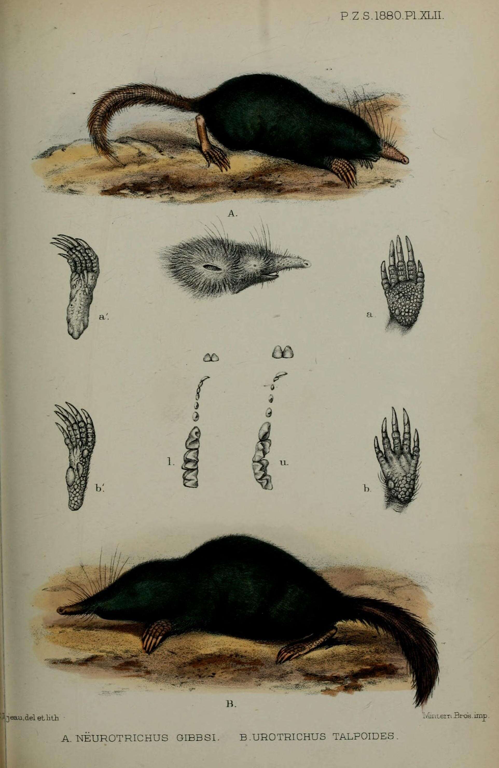 Image de Urotrichus Temminck 1841