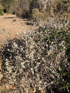 Image de Salvia leucophylla Greene