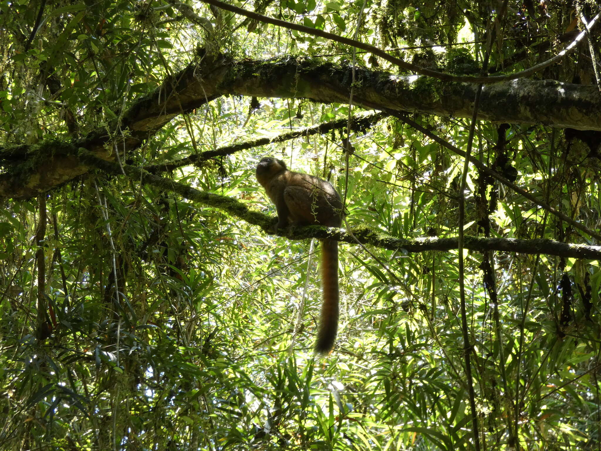 Image of golden bamboo lemur