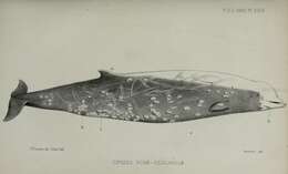 Plancia ëd Ziphius cavirostris G. Cuvier 1823
