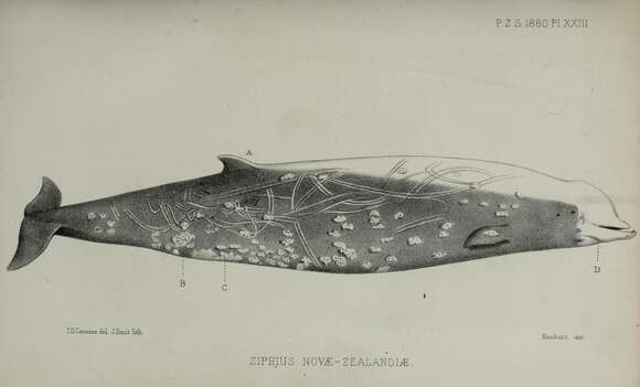 Image of Cuvier's Beaked Whale