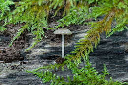 Image of Pluteus hispidulus (Fr.) Gillet 1876