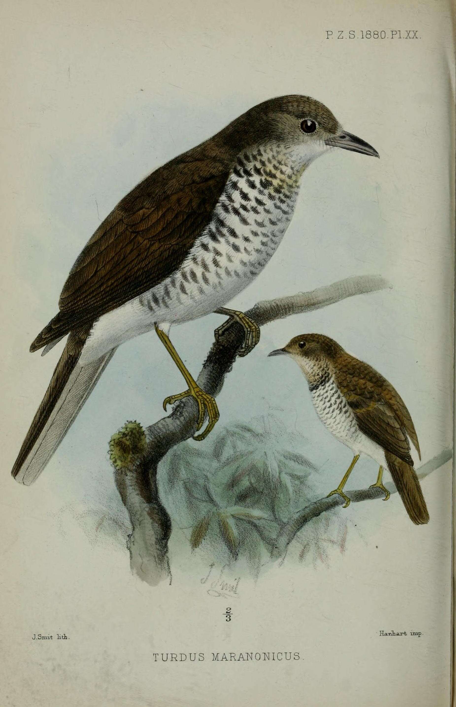 Image of Maranon Thrush