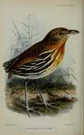 صورة Grallaria dignissima Sclater, PL & Salvin 1880