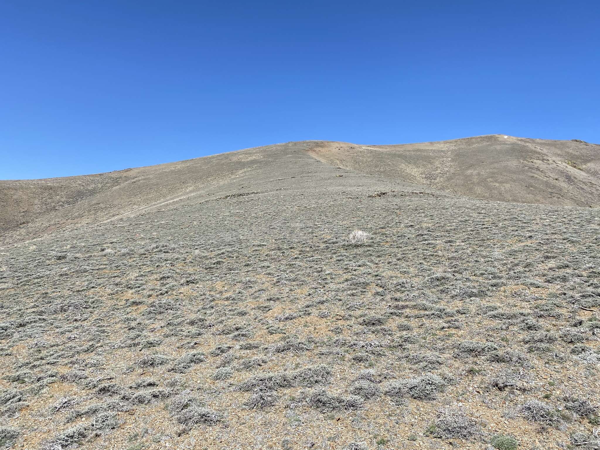 Image of low sagebrush