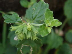 Image of Leucas chinensis (Retz.) Sm.