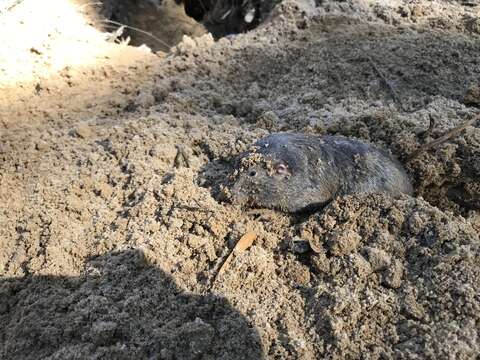 Image of southeastern pocket gopher