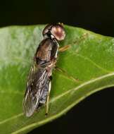 Image of Cephalochrysa calopa (Bigot 1879)