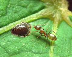 Image of Argentine Ant