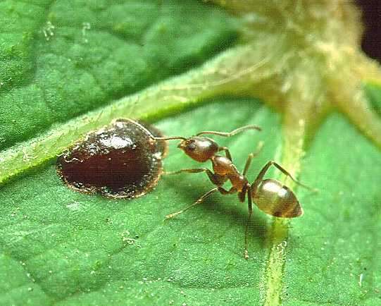 Image of Argentine Ant