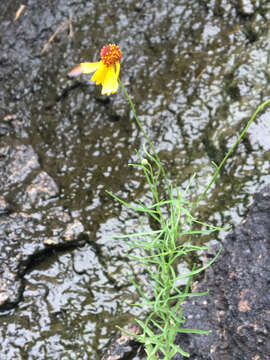 Image of sneezeweed