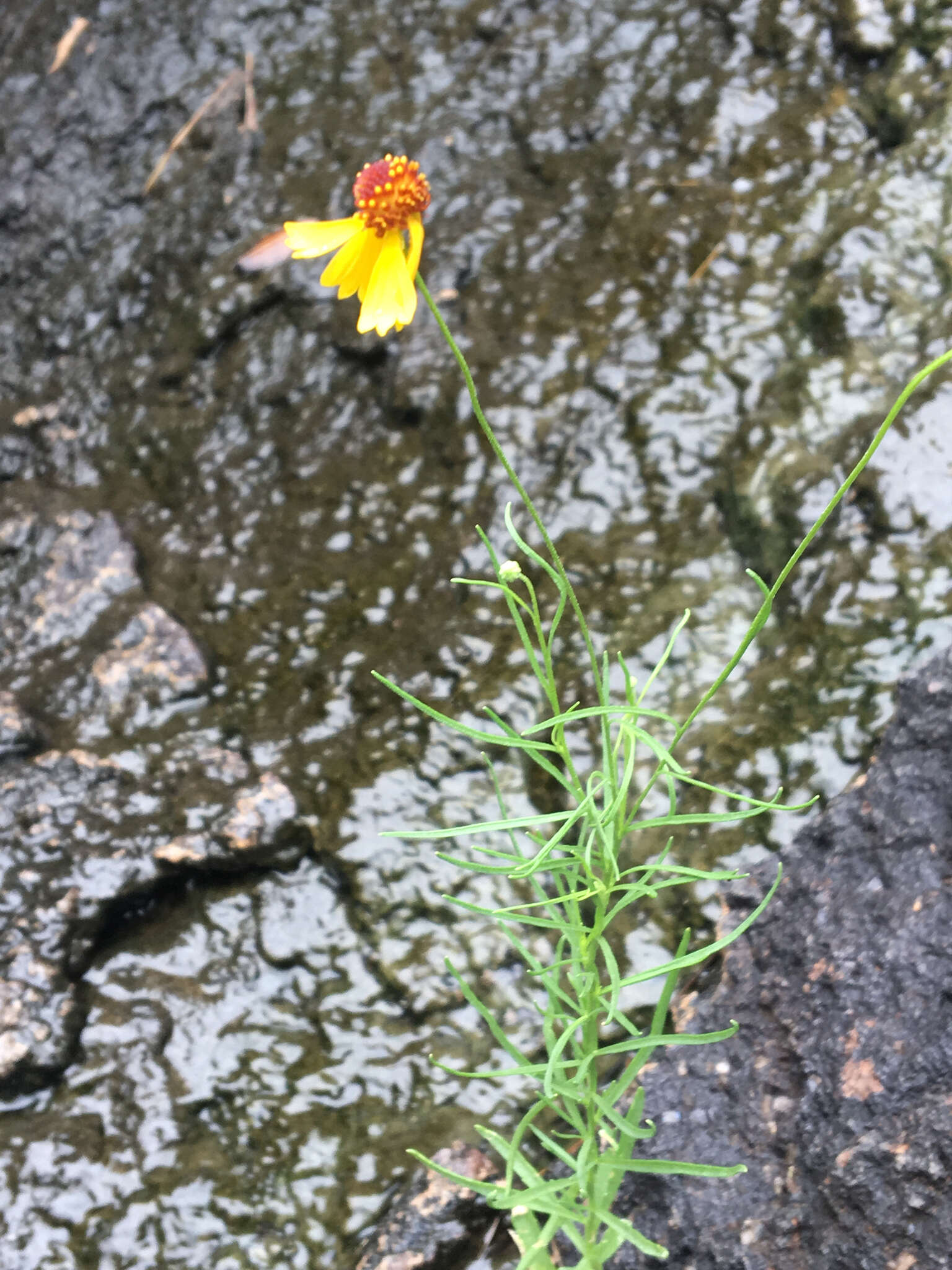 Helenium amarum var. badium (A. Gray ex S. Wats.) Waterfall resmi