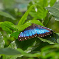 Imagem de Morpho menelaus Linnaeus 1758