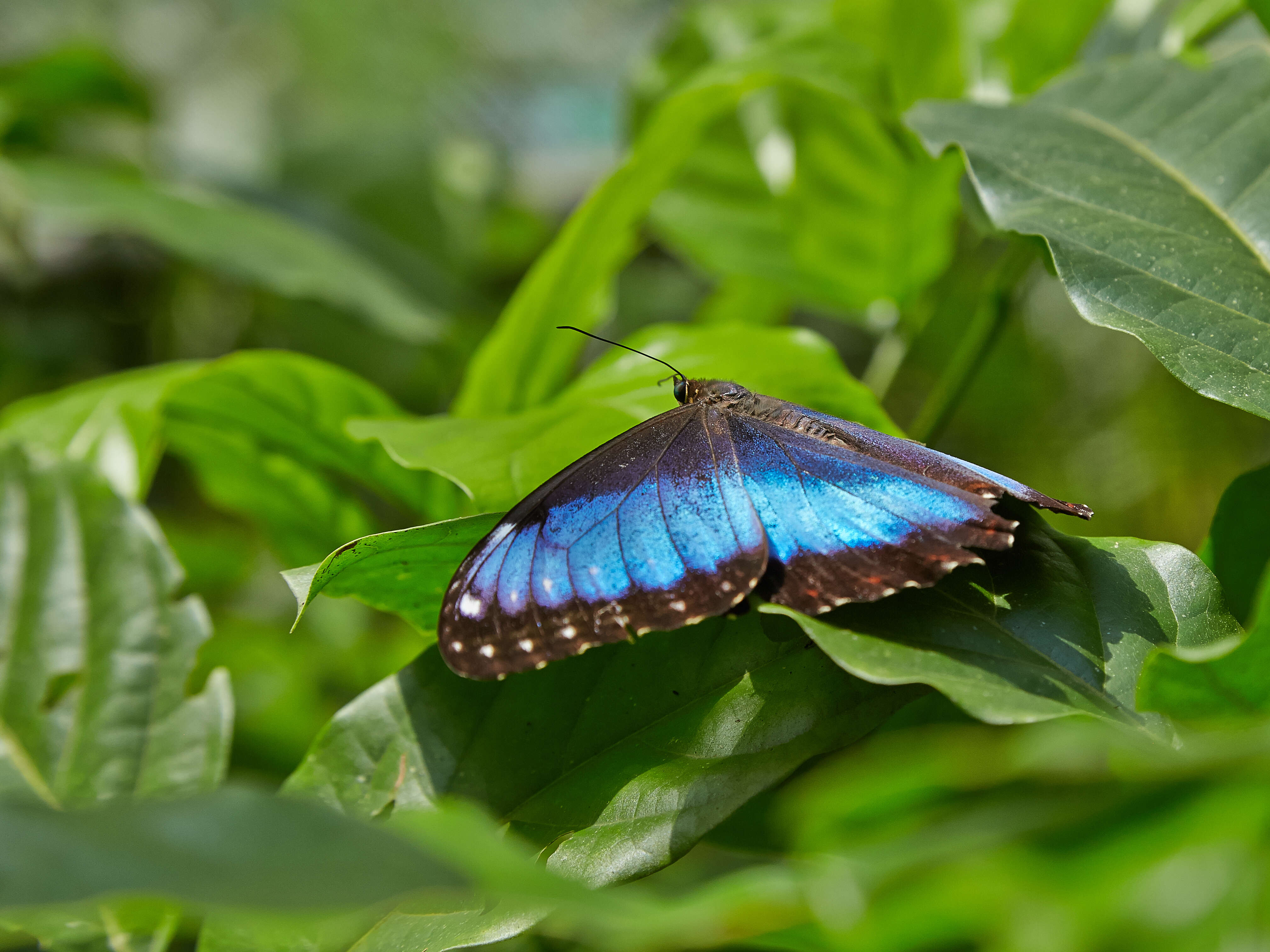 Imagem de Morpho menelaus Linnaeus 1758