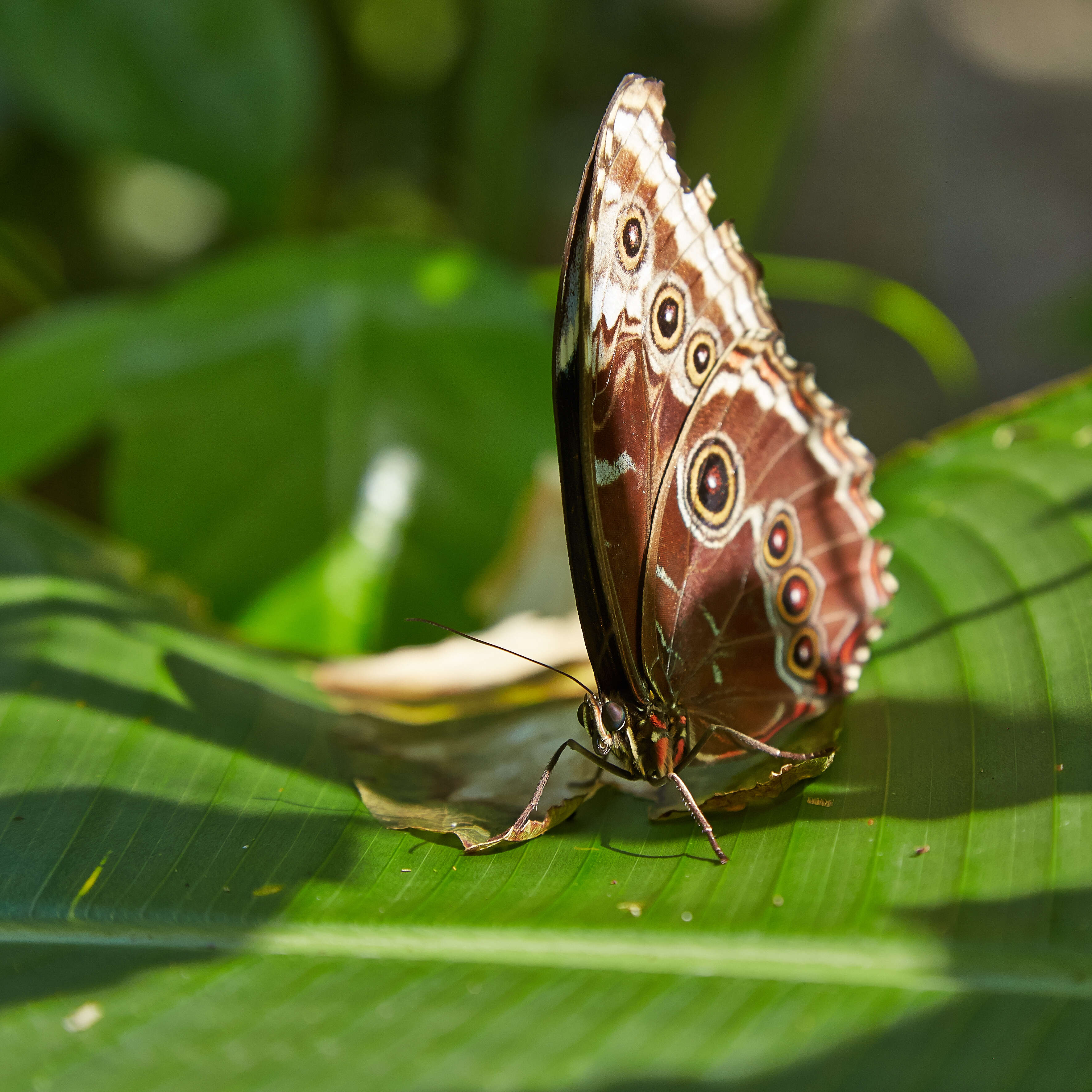 Imagem de Morpho menelaus Linnaeus 1758