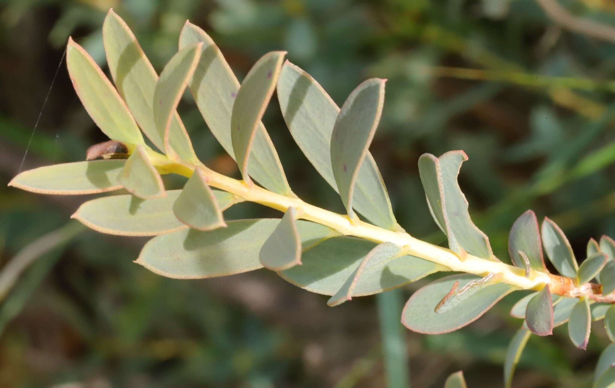 Image of Melaleuca fulgens R. Br.