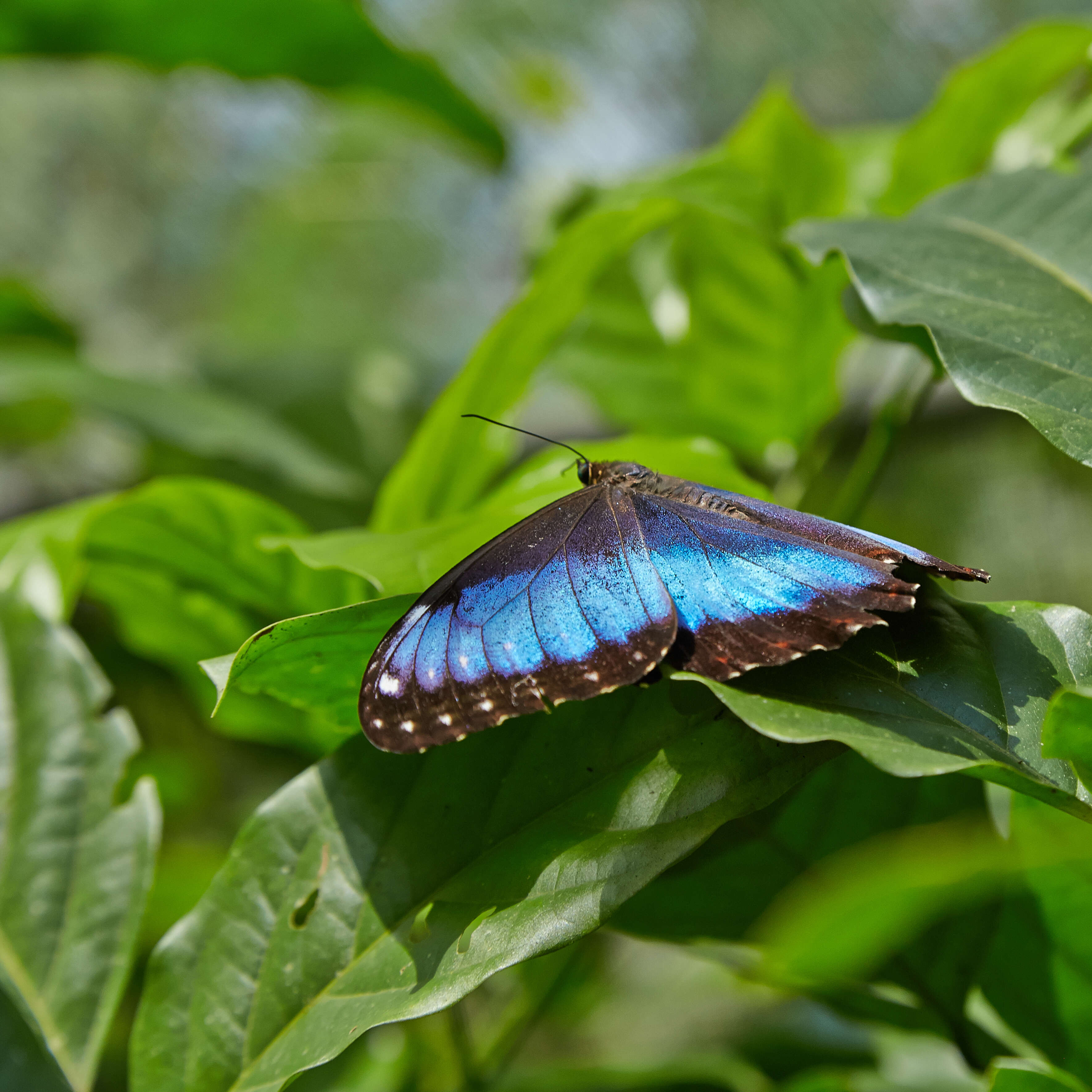 Imagem de Morpho menelaus Linnaeus 1758