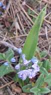 Image of Scilla monophyllos Link