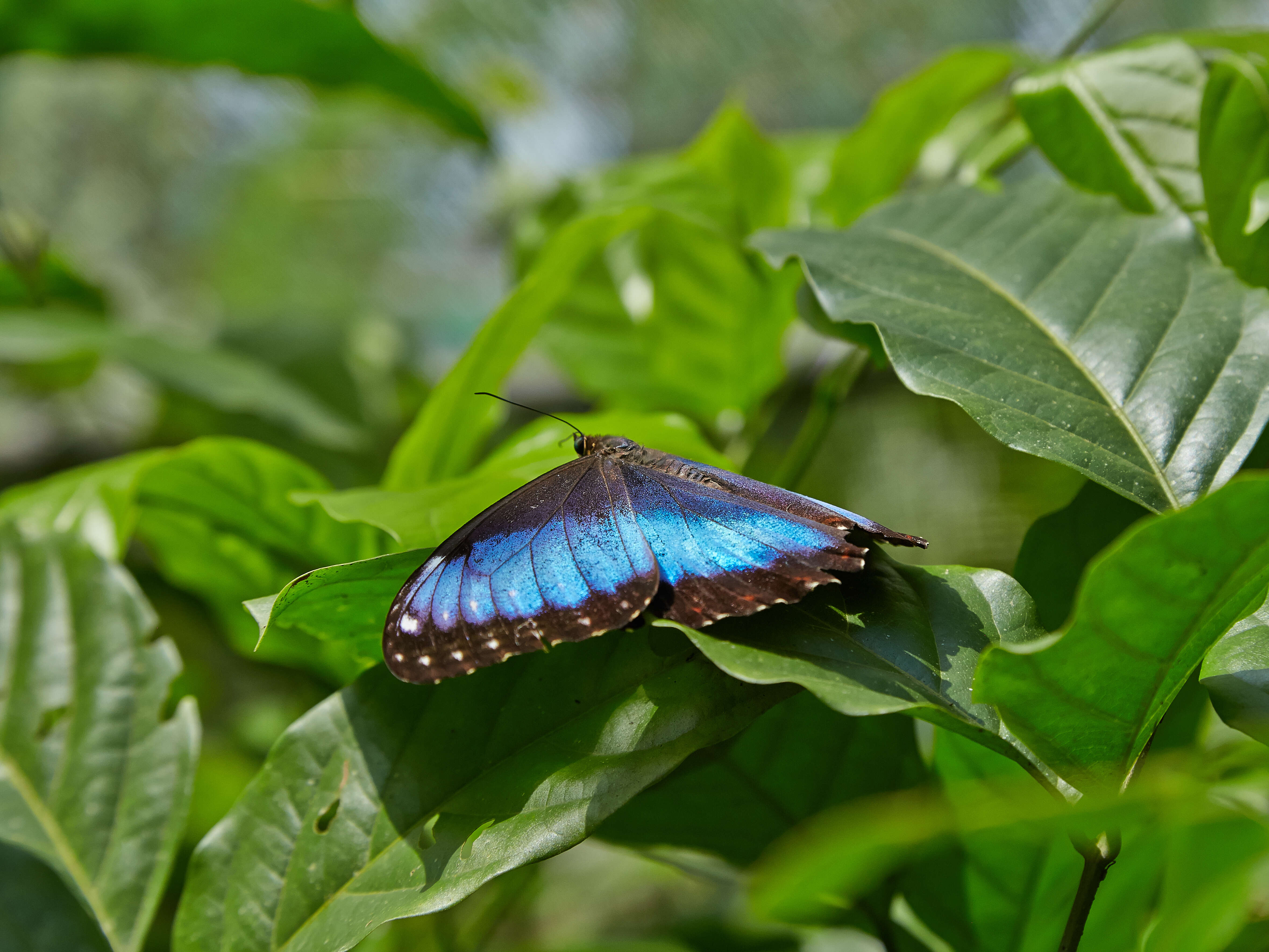 Imagem de Morpho menelaus Linnaeus 1758