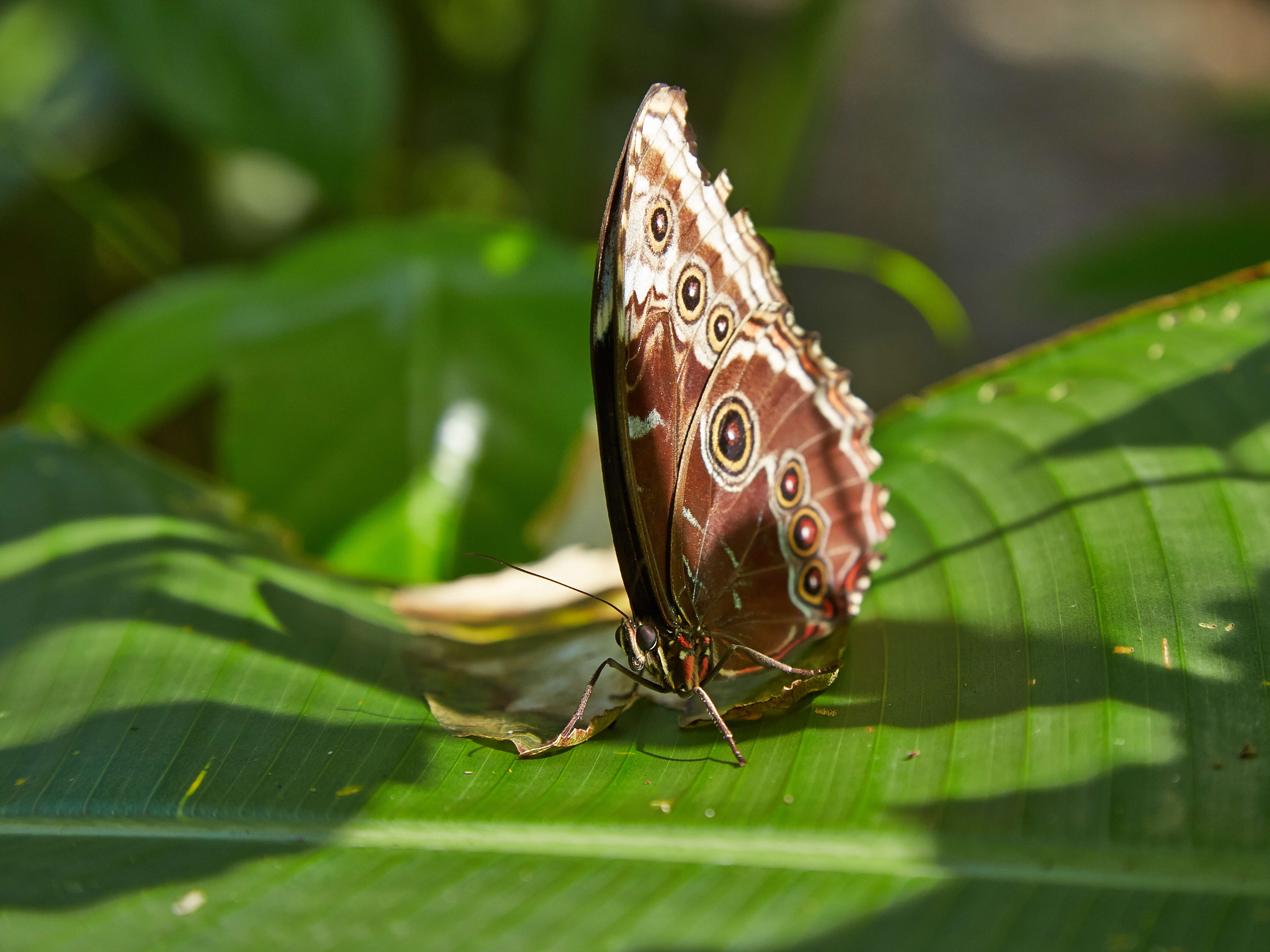 Sivun Morpho menelaus Linnaeus 1758 kuva