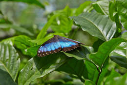 Sivun Morpho menelaus Linnaeus 1758 kuva