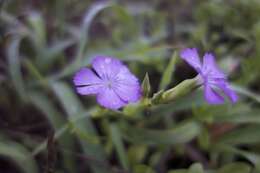 صورة Dianthus kiusianus Makino