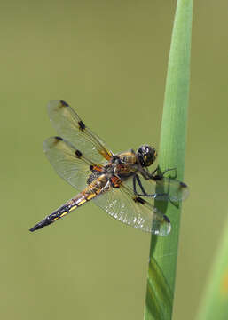 Image of Four-spotted Chaser