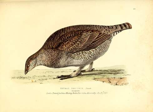 Image of Dusky Grouse