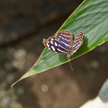 Image of Myscelia cyaniris Doubleday (1848)