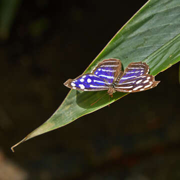 Image of Myscelia cyaniris Doubleday (1848)