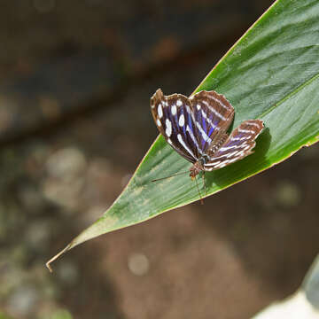 Image of Myscelia cyaniris Doubleday (1848)