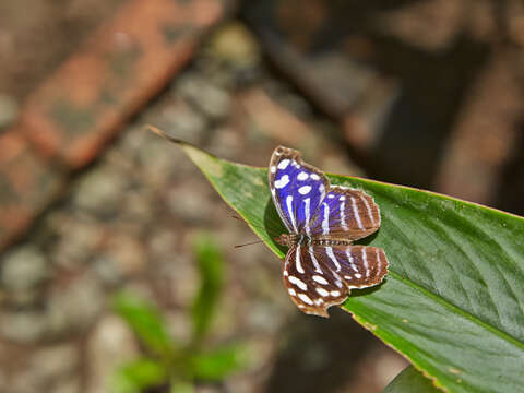 Image of Myscelia cyaniris Doubleday (1848)