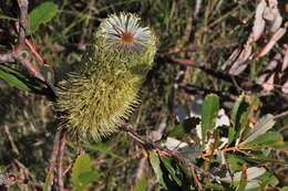 Image of Banksia oblongifolia Cav.