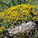 Image of Cytisus fontanesii subsp. plumosus (Boiss.) Fern. Casas