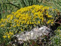 Слика од Cytisus fontanesii subsp. plumosus (Boiss.) Fern. Casas