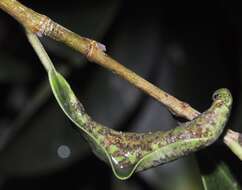 Image of Cuban Laurel Thrips