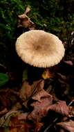 Image de Lactarius subplinthogalus Coker 1918