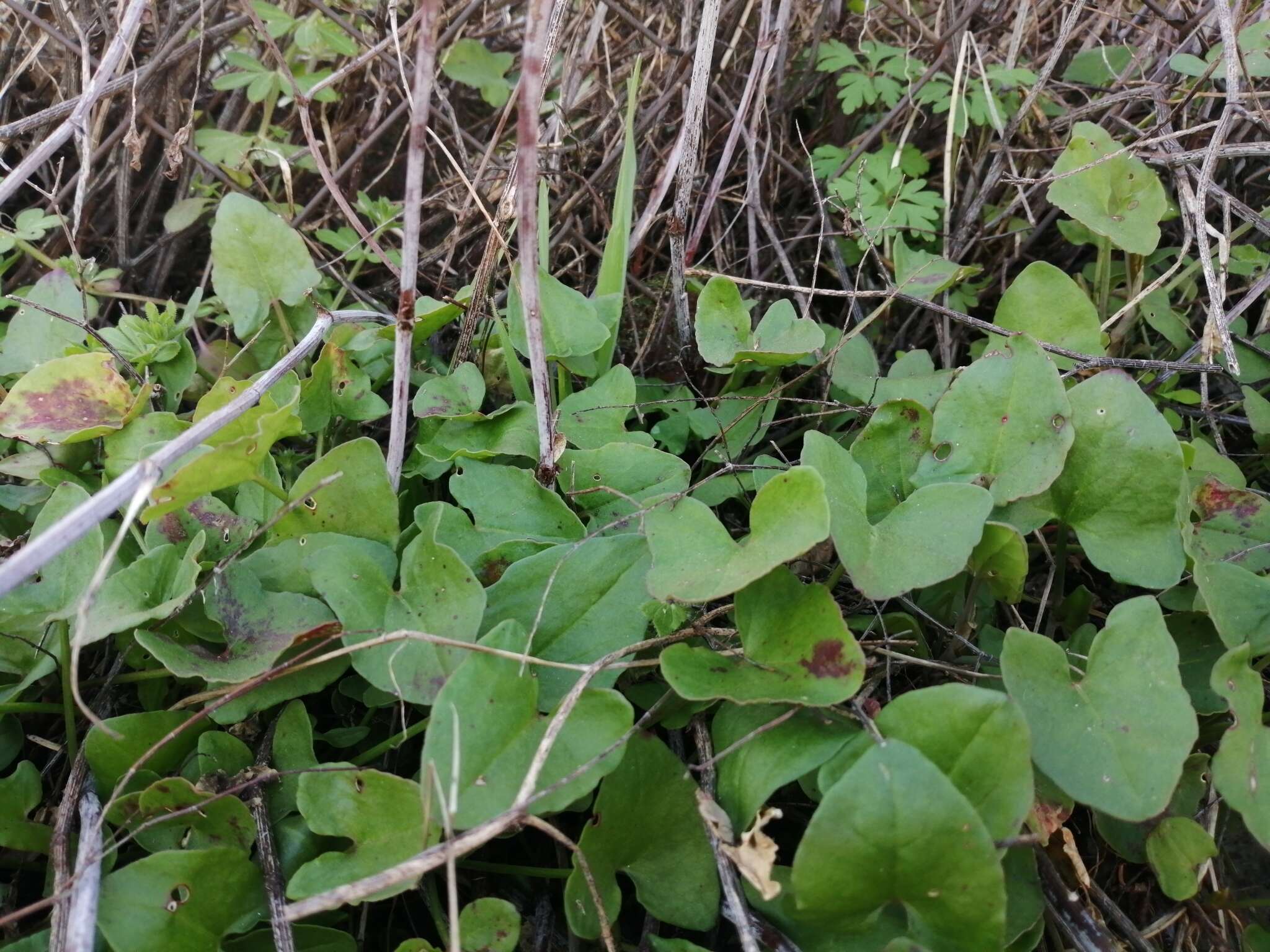 Image of Rumex induratus Boiss. & Reuter