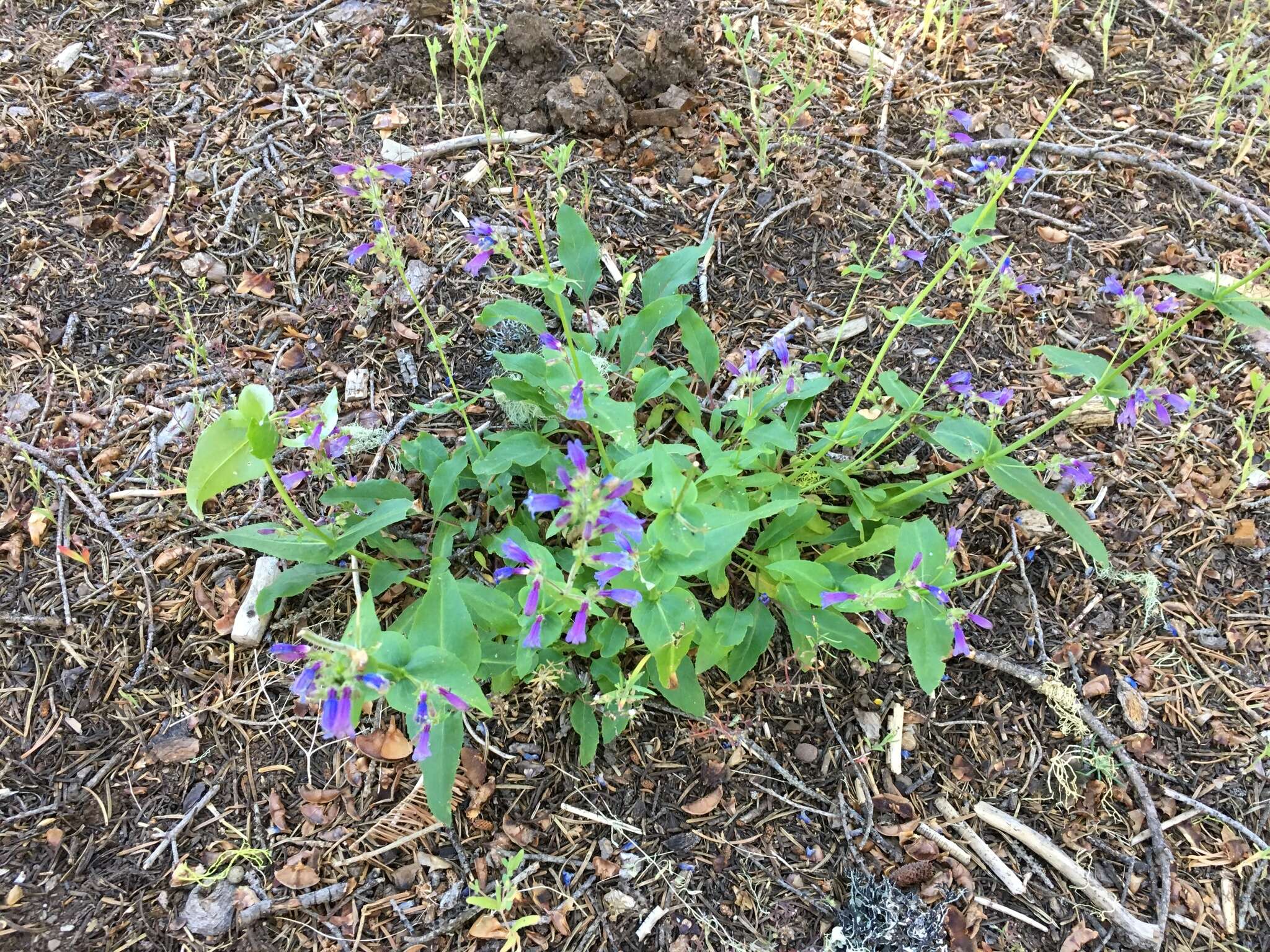 Image of Siskiyou beardtongue