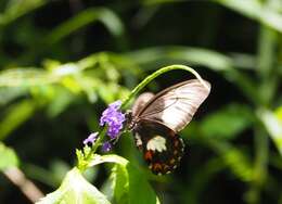 صورة Papilio ambrax Boisduval 1832