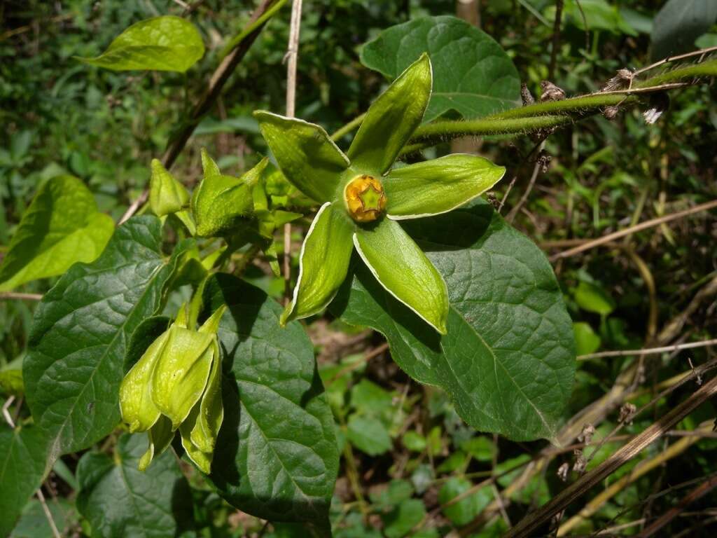 Gonolobus rostratus (Vahl) R. Br.的圖片