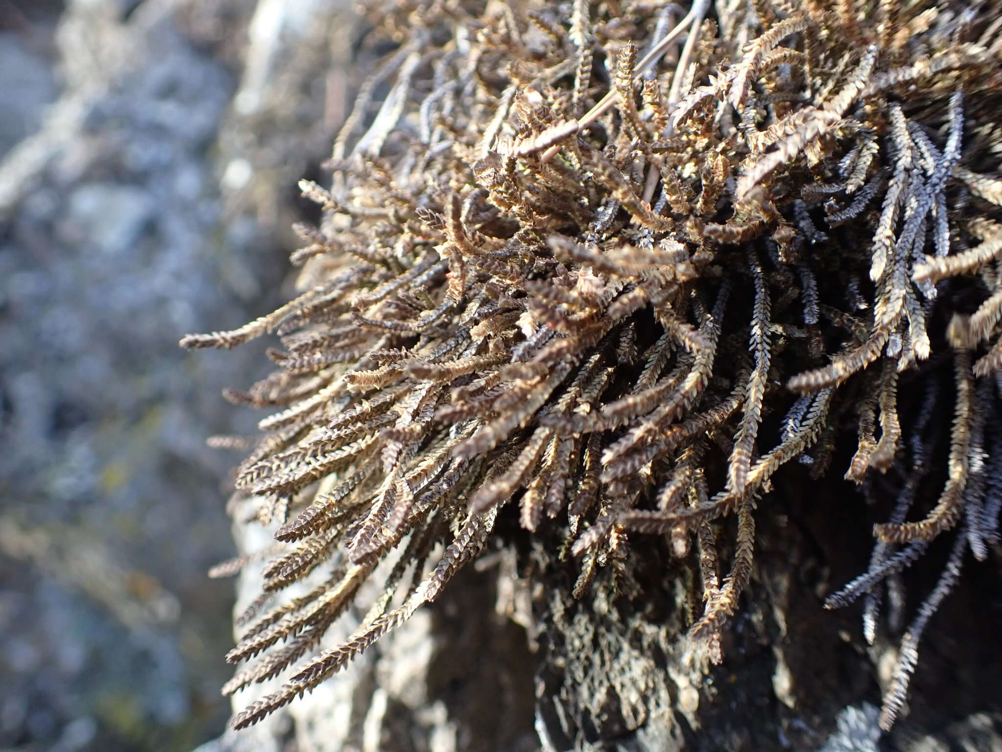 Sivun Selaginella sanguinolenta (L.) Spring kuva